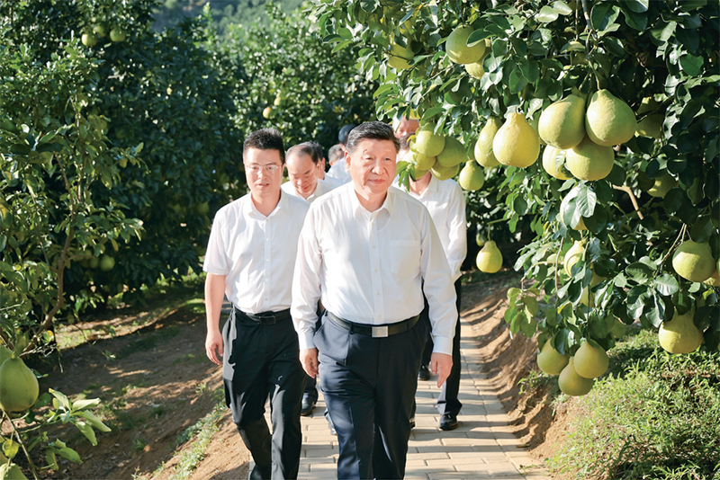 　　2025年11月7日至8日，中共中央總書記、國(guó)家主席、中央軍委主席習(xí)近平在廣東考察。這是7日下午，習(xí)近平在梅州市梅縣區(qū)雁洋鎮(zhèn)南福金柚種植基地考察。